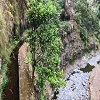 Plants: image22 11 Of 117 Thumb